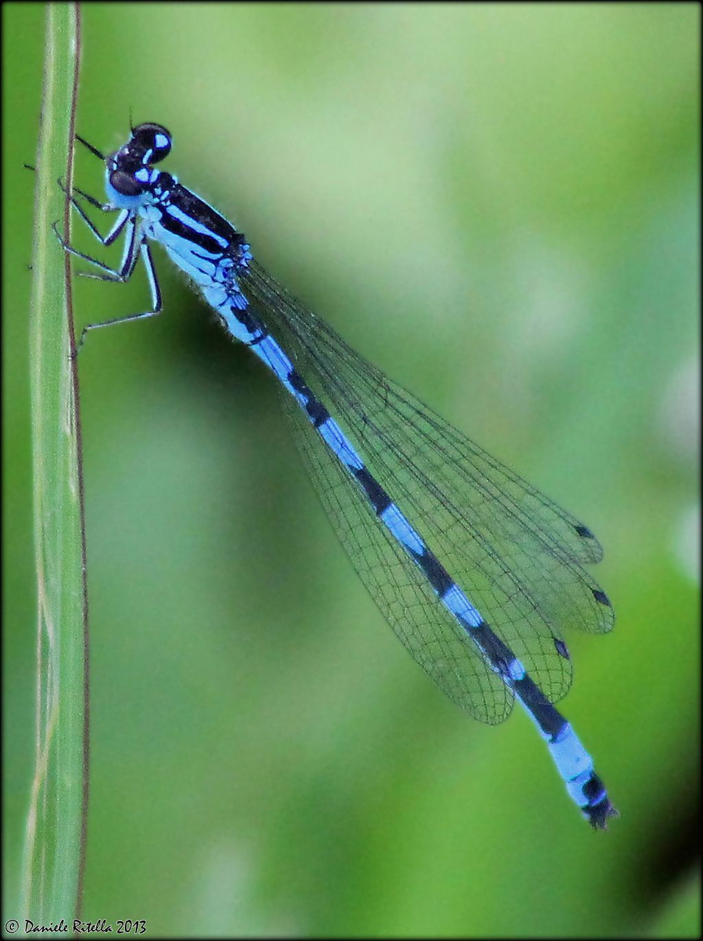 E'' un maschio di Coenagrion mercuriale?  S, ssp. castellani